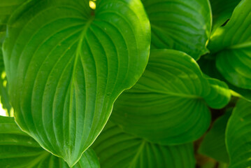 Green leaves as a background for artists