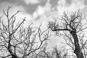 Looking up at the cloudy sky with barren tree branches in black and white