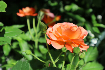Orange rose flowers in the garden