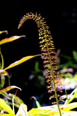 Nepenthes rafflesiana in Thailand.