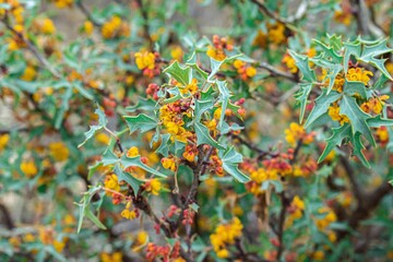 Flowering bush in the desert, yellow and red blooms with green leaves. 