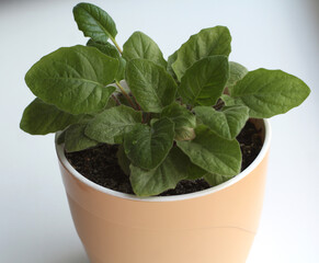 A flower called Gerbera in a beige pot. Indoor plant
