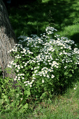 Korean Helen White Chrysanthemum Flowers in the Garden. Chrysanthemum koreanum .