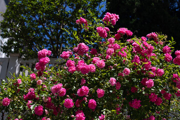 Fototapeta na wymiar Beautiful Pink Rose Bush during Spring in a Home Garden in Sunnyside Queens New York