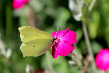 Gonepteryx rhamni butterfly sits on a carnation flower