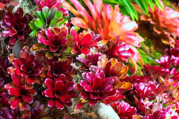 Close-up of multicolored bromeliad