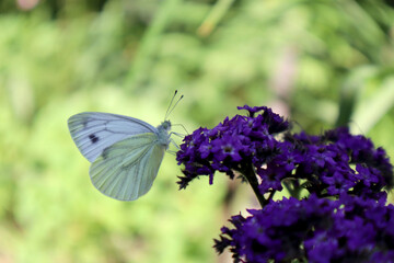 Butterfly cabbage in the nature