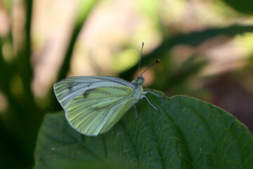 Butterfly cabbage in the nature