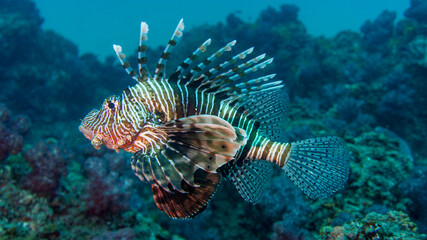 the lionfish displays the beauty of its poisonous thorns. Ponta do Ouro (Mozambique)