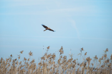 Marsh Harrier flying over its territory.