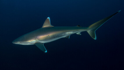 Fototapeta premium The elegant shark shines in the dark. Ponta do Ouro (Mozambique)
