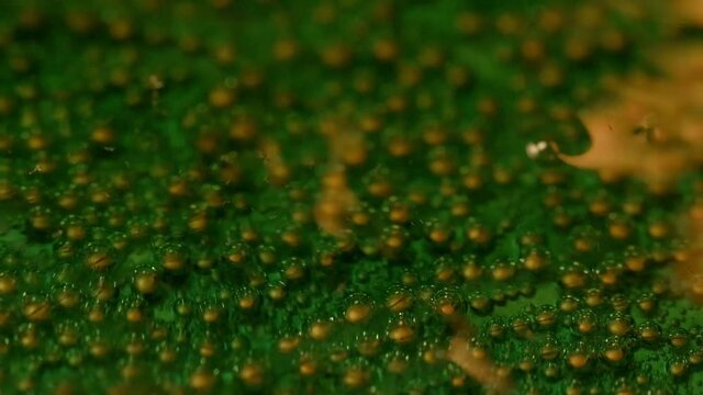 Copper. Copper oxidation process. Green bubbles close up. Chemical reaction a copper plate interacts with an oxidizing agent.