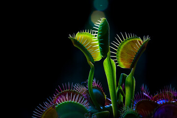 Red Dragon Venus Flytrap