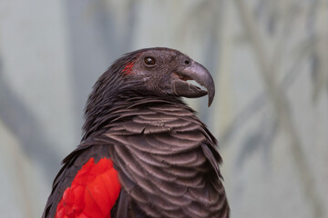 Close up portrait of Pesquet parrot.