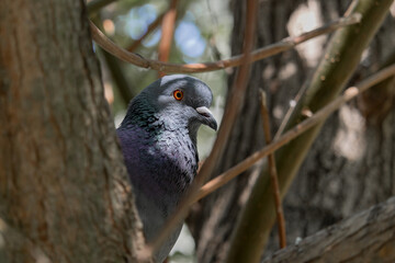 pigeon sitting in the crown of a tree among the branches. The rock pigeon (Columba livia) is a bird of the order Soft-billed, from the family Pigeons. It is a wild form of domestic pigeon.