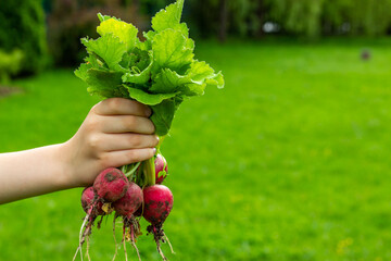 Child’s hand holds a bunch of fresh radishes. Organic healthy vegetarian food from your own...
