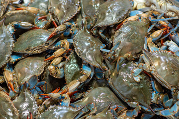 Fresh Callinectes sapidus ( the Blue Crab, Atlantic Blue Crab, or regionally as the Chesapeake blue...