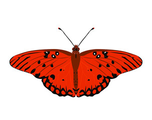 butterfly agraulis vanillae on white background