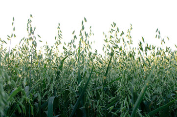 Young green oat on a field in the sunlight. Oat field at dawn. Green oat ears in the sun. Field of young green oats.