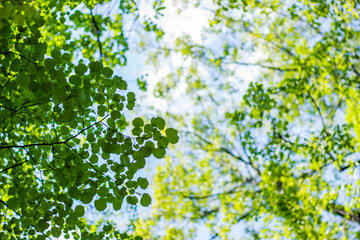 Naklejka na ściany i meble Green leaves of trees against a blue sky