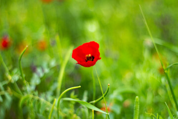 Red poppy on light green background. space for text