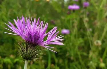 Obraz premium purple thistle flower in spring