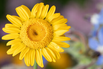 vilde blomster, Odense , Danmark, Sommer