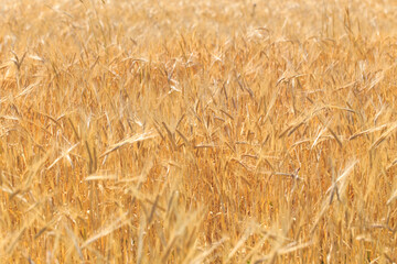 Background of ripe ears of bread. Yellow wheat field. Close-up of nature. Harvest of bread. Summer landscape