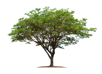 Tree isolated on white background with clipping paths for garden design