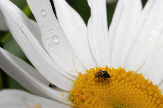vilde blomster, Odense , Danmark, Sommer