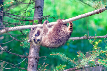 Baby raccoon in tree