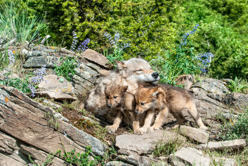 Timber wolf with her cubs © outdoorsman