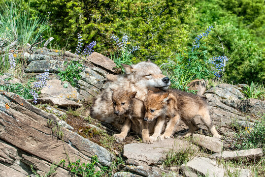 Timber wolf with her cubs