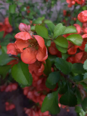 red berries in autumn