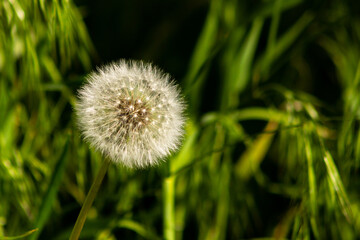 Dandelion flower seed. Single flower on dark green background