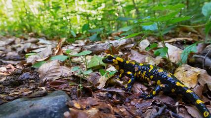 Yellow spotted fire salamander close-up