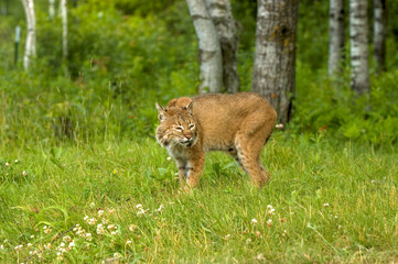 Bobcat  portrait in Northern Minnesota woods