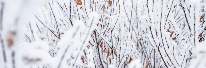 Snow and rime ice on the branches of bushes. Beautiful winter background with twigs covered with hoarfrost. Plants in the park are covered with hoar frost. Cold snowy weather. Cool frosting texture.