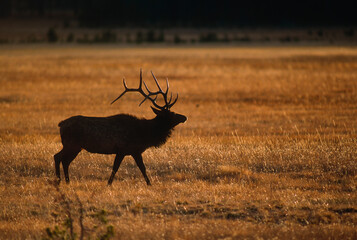 Elk in Yellowstone silhouette at dusk