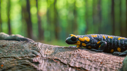 Yellow spotted fire salamander close-up