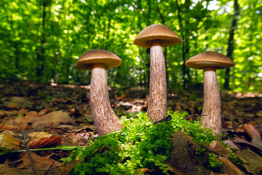 Group of three mushrooms Leccinum scabrum close-up in summer forest