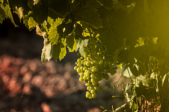 Uva Pedro Ximenez Vendimia Montilla Moriles 