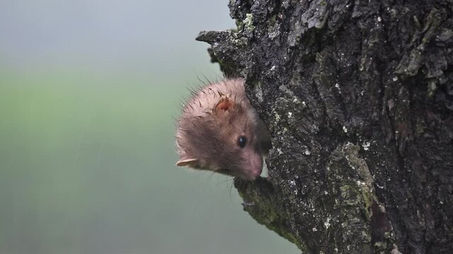 The beech marten (Martes foina) climbs a tree, looking for food and looking around. Very heavy rain and wind, spring day. Close shot.