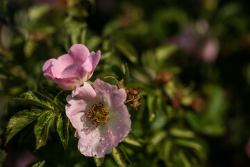 Pink wildrose flowers.