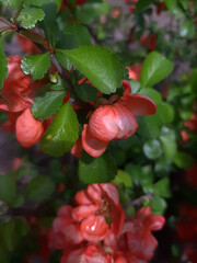 red berries of viburnum