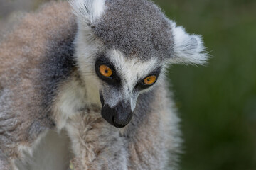 Fototapeta premium Close up of a ring-tailed lemur, Madagascar. Ring tail lemur portrait. Lemur with bowed head. (Lemur catta)