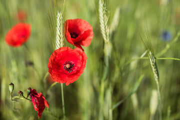 Red poppies among the grain. - 360878581