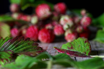 fresh wild strawberries with leaves on a vintage wooden table