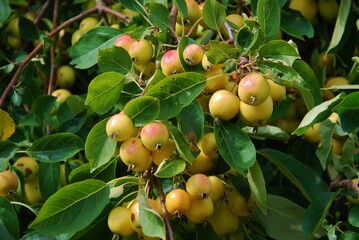 Crabapple tree full of green apple fruits. Malus baccata.