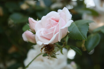 Rose bush in the garden.